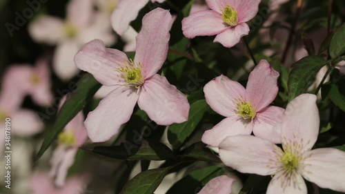 Clematis montana in flower photo