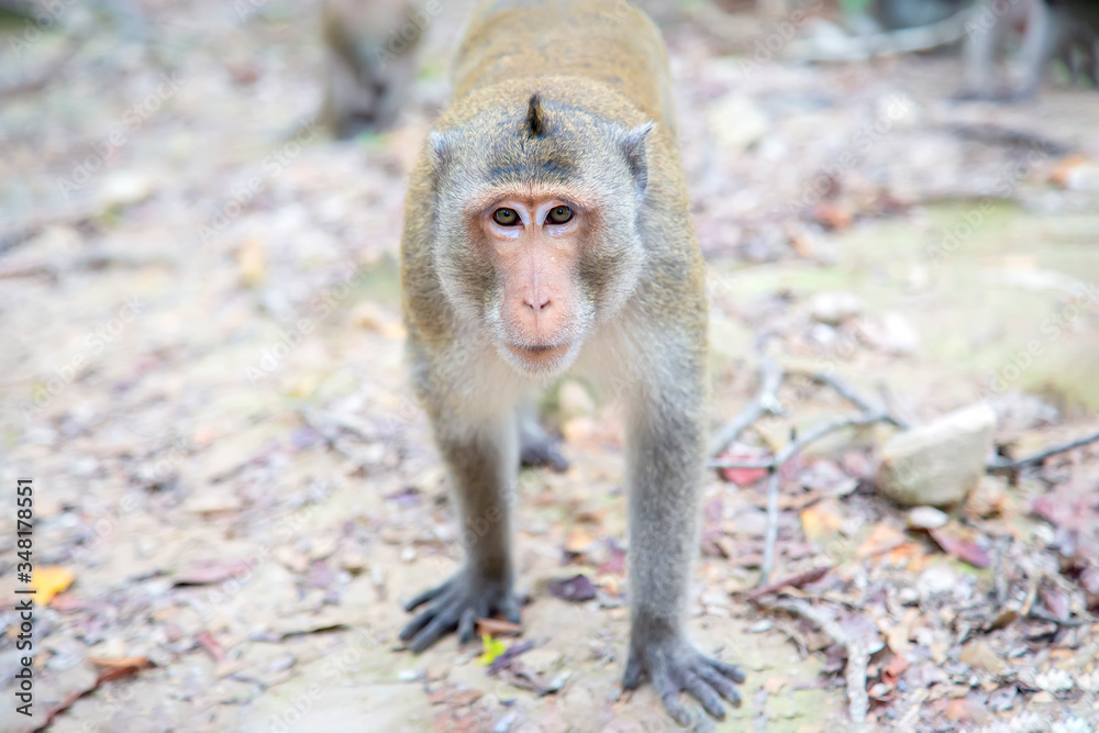 Fototapeta premium The monkey is walking on the ground and looking at the camera in the deep forest at rural Thailand. The orang monkeys were walking on the ground to find food.