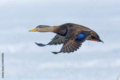 Female mallard duck in flight.