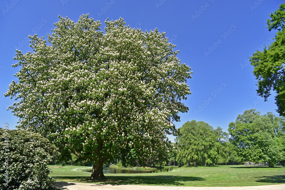 Blossoming horse-chestnut / conker tree (Aesculus hippocastanum) in park, showing white flowers in spring Blossoming horse-chestnut / conker tree (Aesculus hippocastanum) in park, showing white flowers in spring