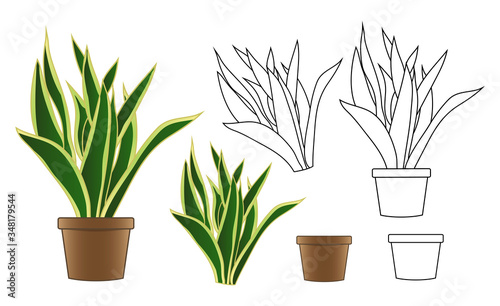 Snake Plant in Flowerpot isolated on White Background