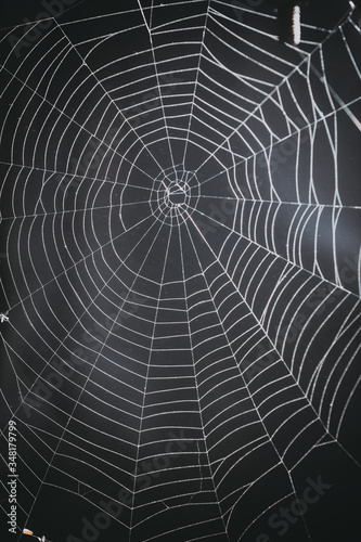 spider's web on a black background. 