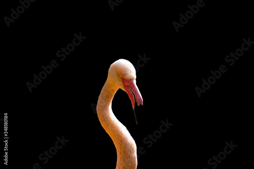 A pink flamingo on a black background.