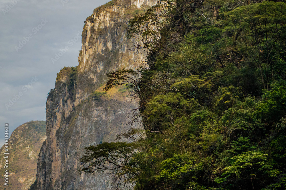 Fresh green vegetation of mexican rainforest in Sumidero canynon, Chiapas