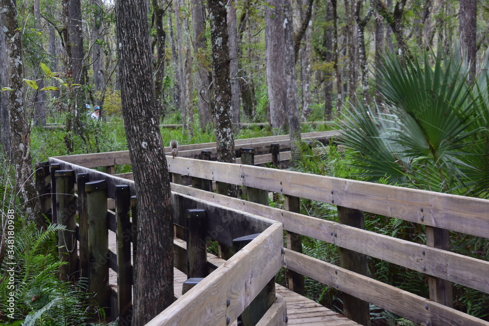 A wooden walkway next to a forest A wooden walkway next to a forest