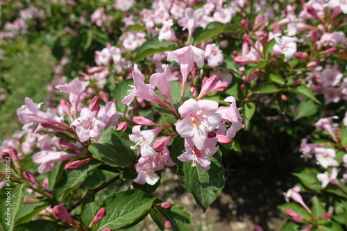 A lot of pink flowers of Weigela florida in mid May © Anna