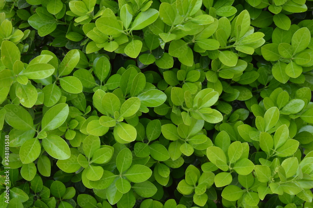 green leaves background green leaves background