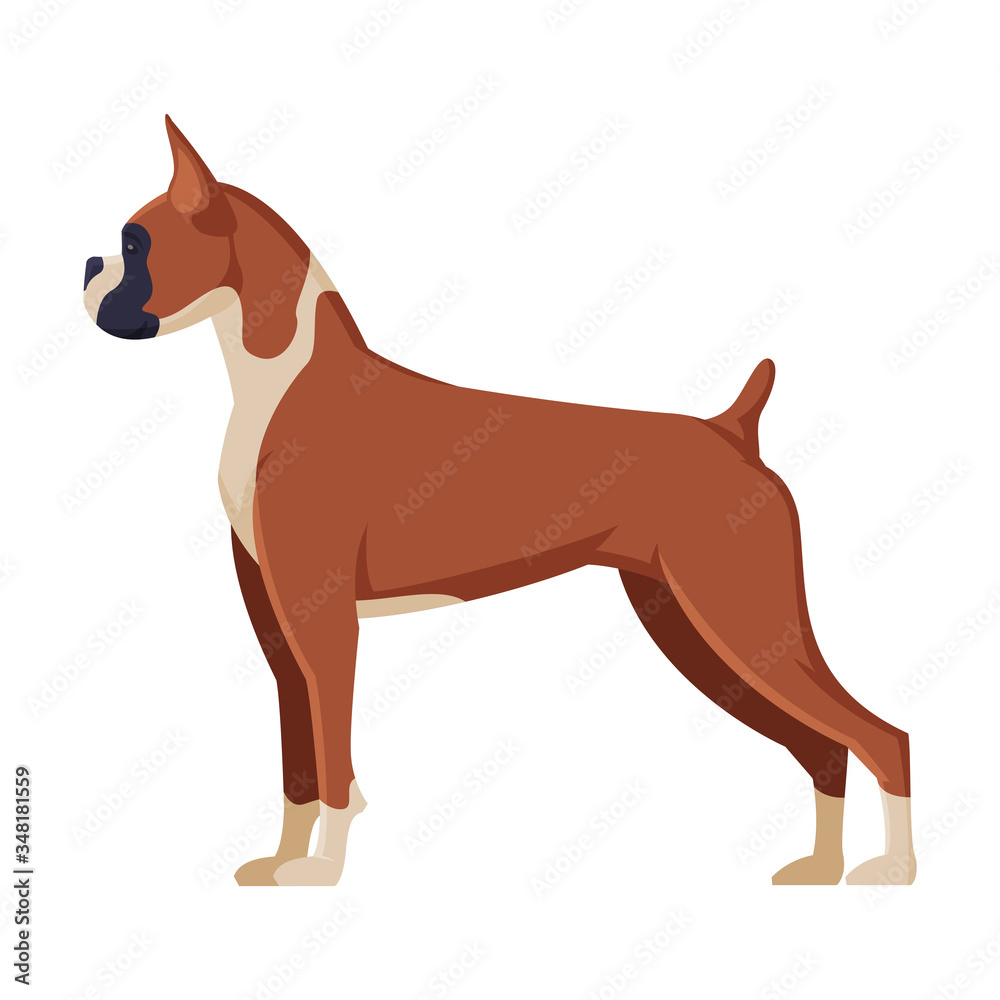 Boxer Purebred Dog, Pet Animal, Side View Vector Illustration Boxer Purebred Dog, Pet Animal, Side View Vector Illustration