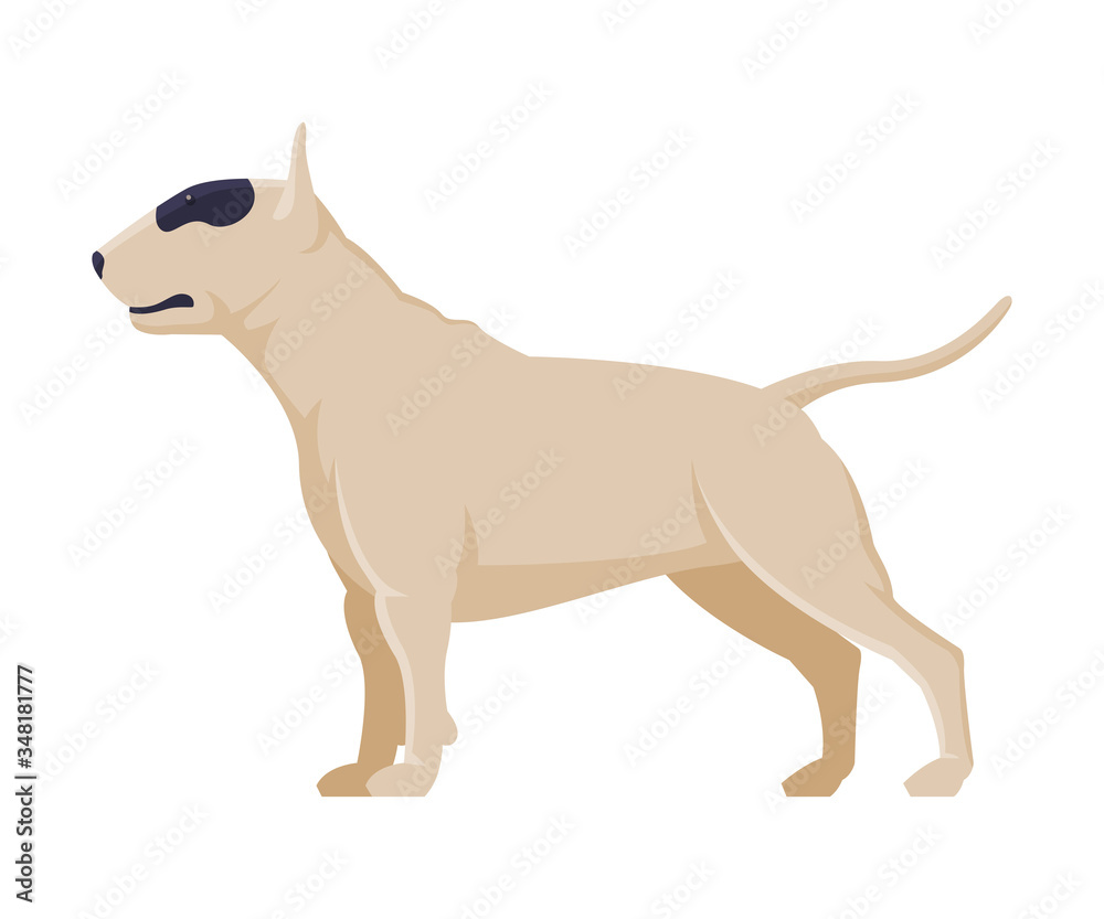 White American Pit Bull Terrier Purebred Dog, Pet Animal, Side View Vector Illustration