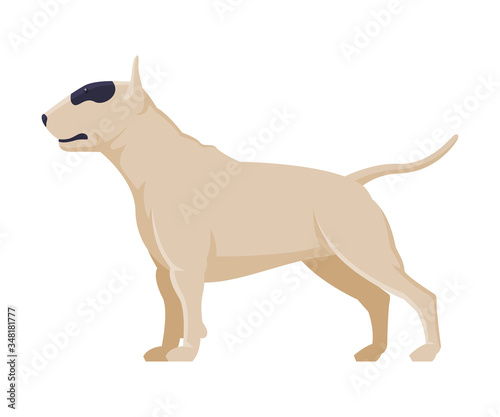 White American Pit Bull Terrier Purebred Dog  Pet Animal  Side View Vector Illustration