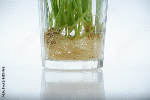 Wallpaper Mural celery Torontodigital.ca