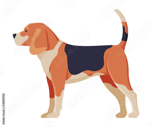 Beagle Purebred Dog, Pet Animal, Side View Vector Illustration