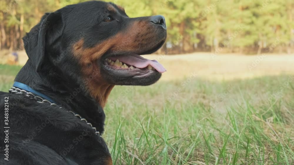 Breed dog - Rottweiler in coniferous forest close-up on a sunny day. 4K UHD still video camera, 2x slow motion.