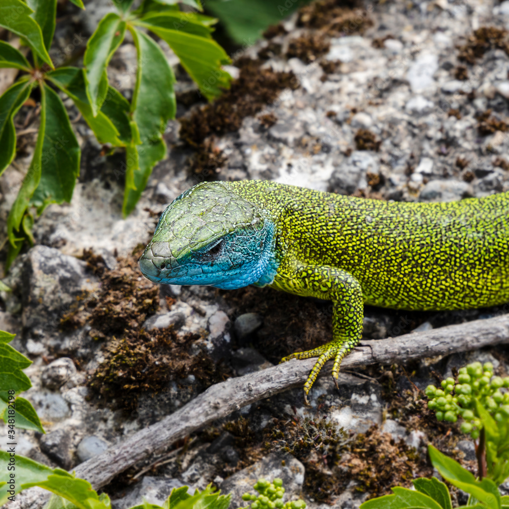Fototapeta premium Portrait einer Smaragdeidechse.