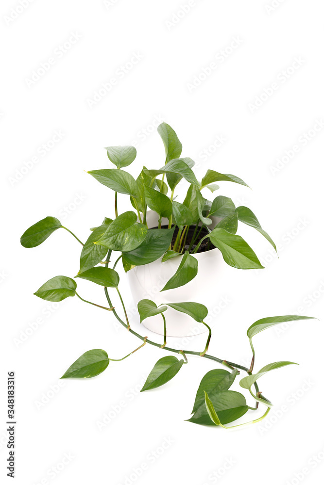 Golden pothos or devil's ivy
