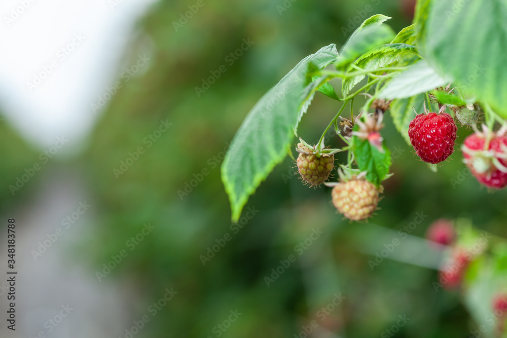 Growing red and green raspberries in a greenhouse Growing red and green raspberries in a greenhouse