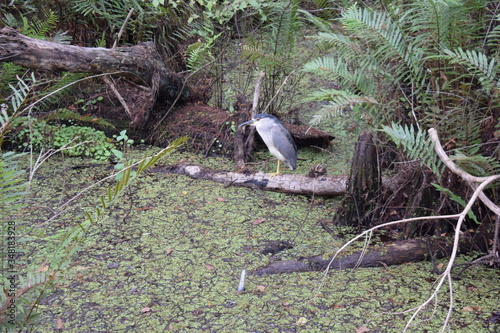 A bird standing on top of a grass covered fieldundefined