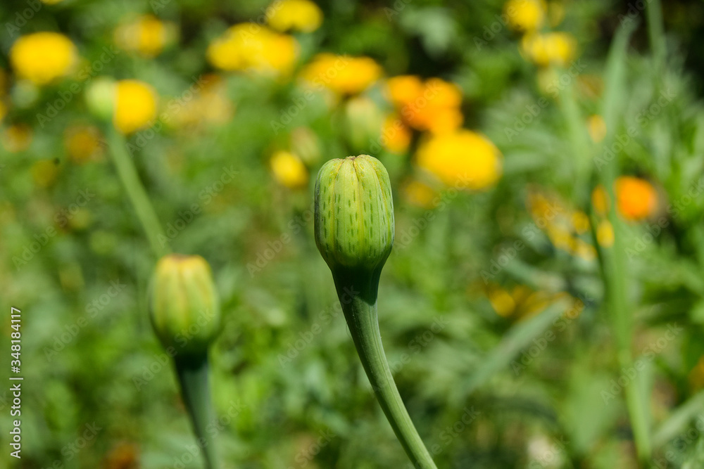 Beautiful yellow marigold flower on nature green background, Fresh, blooming flowers and green grass in the garden and Sunny day in the morning, beautiful yellow marigold reveals Beautiful yellow marigold flower on nature green background, Fresh, blooming flowers and green grass in the garden and Sunny day in the morning, beautiful yellow marigold reveals