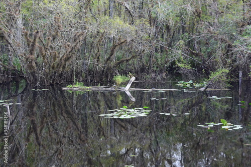A tree in a forestundefined
