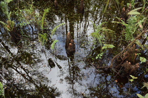 A tree in a forestundefined