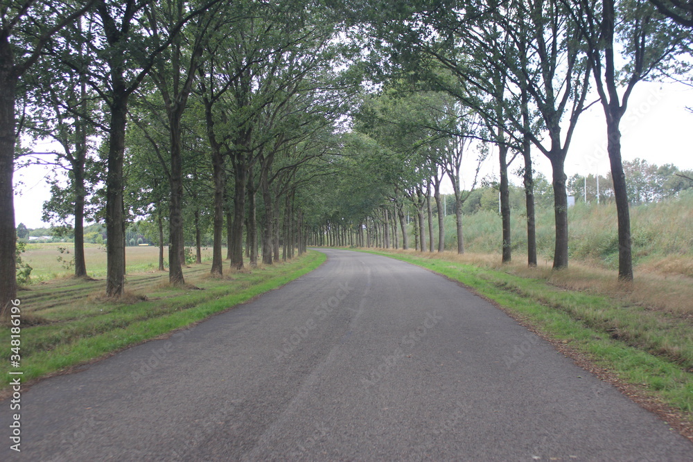 road in the woods