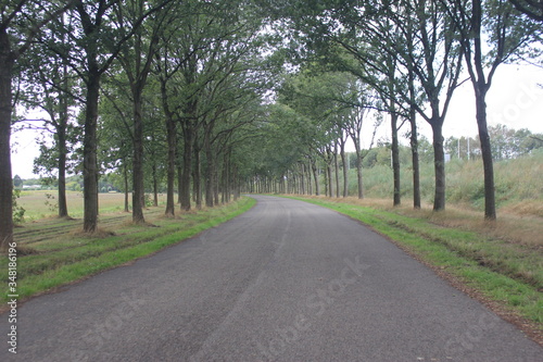 road in the woods