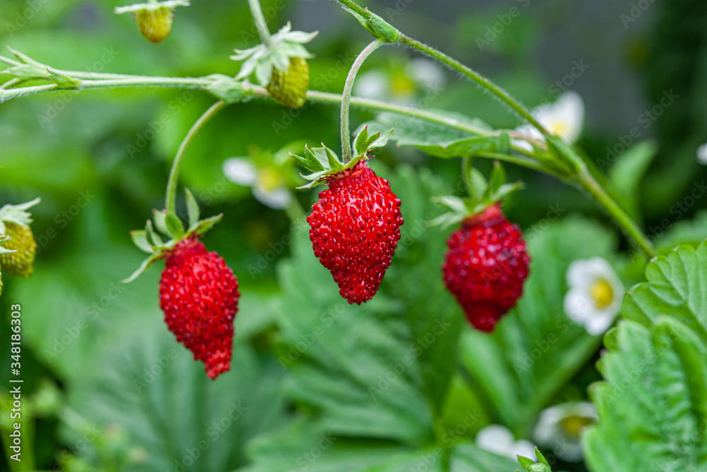 Growing red strawberries and wild strawberries in a greenhouse Growing red strawberries and wild strawberries in a greenhouse