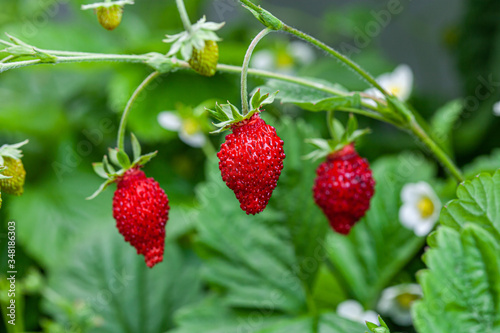 Growing red strawberries and wild strawberries in a greenhouse