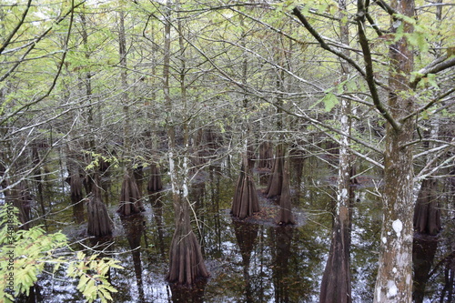 A tree in a forestundefined