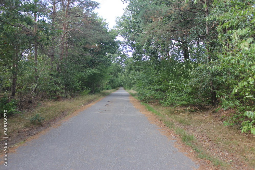 Obraz premium road in the forest