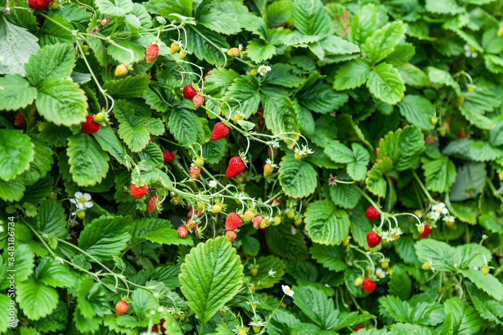 Growing red strawberries and wild strawberries in a greenhouse