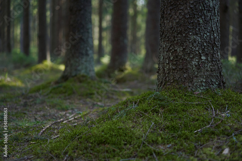 Spruce trunks in a green spring coniferous forest  covered with moss.