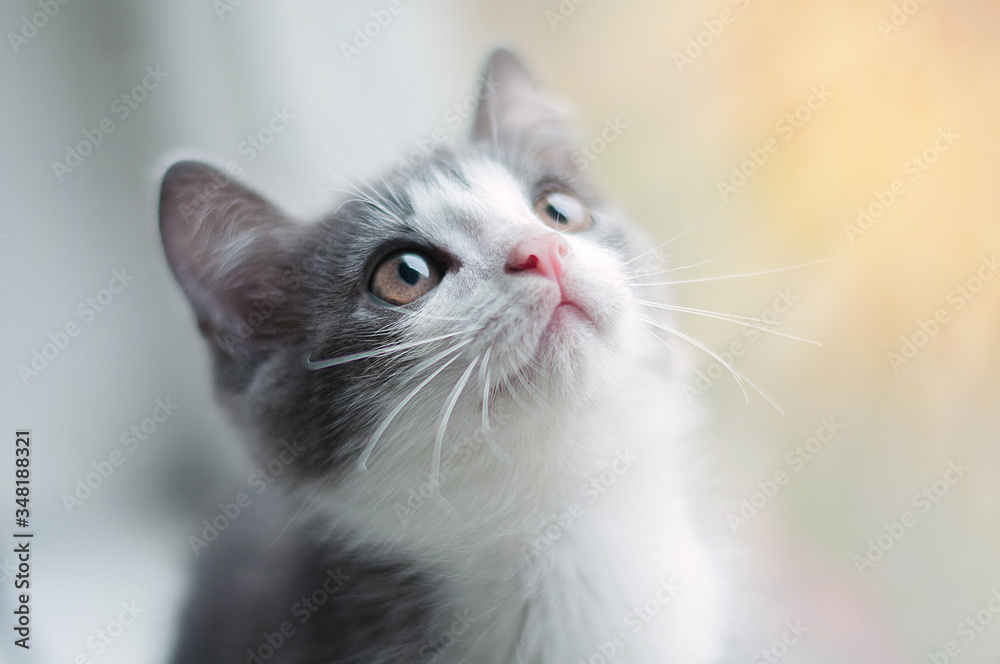 Little funny gray kitten with  white nose and long mustache