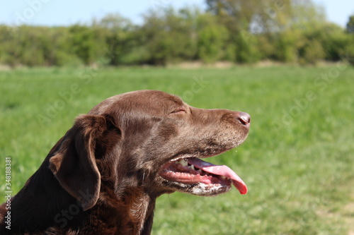 Chocolate labrador retriever in countryside with eyes closed 