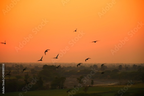 Domestic pigeons / feral pigeon (Gujarat - India) flock in flight against blue Sky, Flying and Eating Pigeon/ Birds
