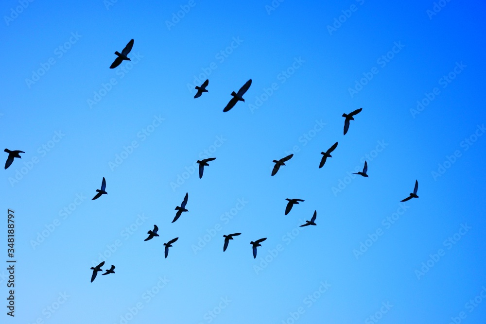 Domestic pigeons / feral pigeon (Gujarat - India) flock in flight against blue Sky, Flying and Eating Pigeon/ Birds Domestic pigeons / feral pigeon (Gujarat - India) flock in flight against blue Sky, Flying and Eating Pigeon/ Birds