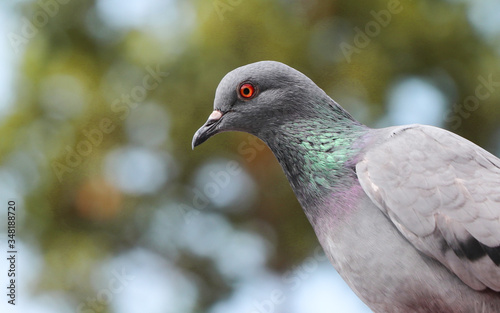 Beautiful pigeon looking for hunting the insect.