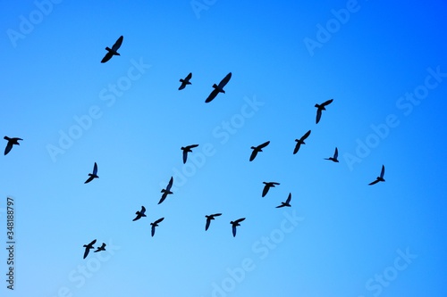 Domestic pigeons   feral pigeon  Gujarat - India  flock in flight against blue Sky  Flying and Eating Pigeon  Birds