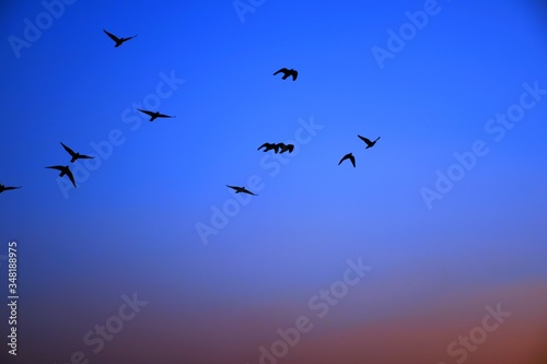 Domestic pigeons / feral pigeon (Gujarat - India) flock in flight against blue Sky, Flying and Eating Pigeon/ Birds © Sagar Rajgor