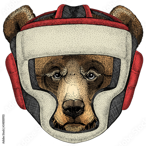 Grizzly bear. Portrait of wild animal. Boxing helmet.