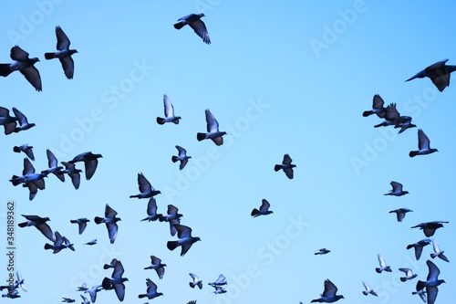 Domestic pigeons / feral pigeon (Gujarat - India) flock in flight against blue Sky, Flying and Eating Pigeon/ Birds