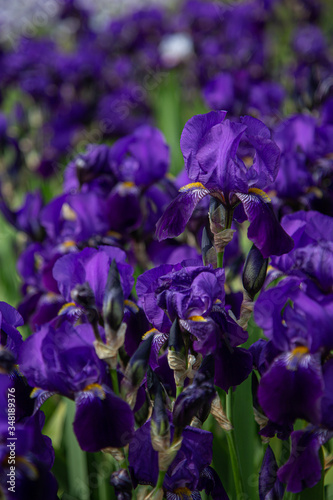 A field of dark blue iris flowers  iridaceae  with blurry blue background