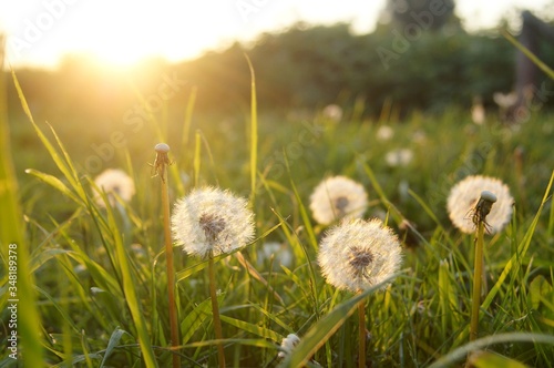 white dandelions in the grass against the evening sun with soft focus