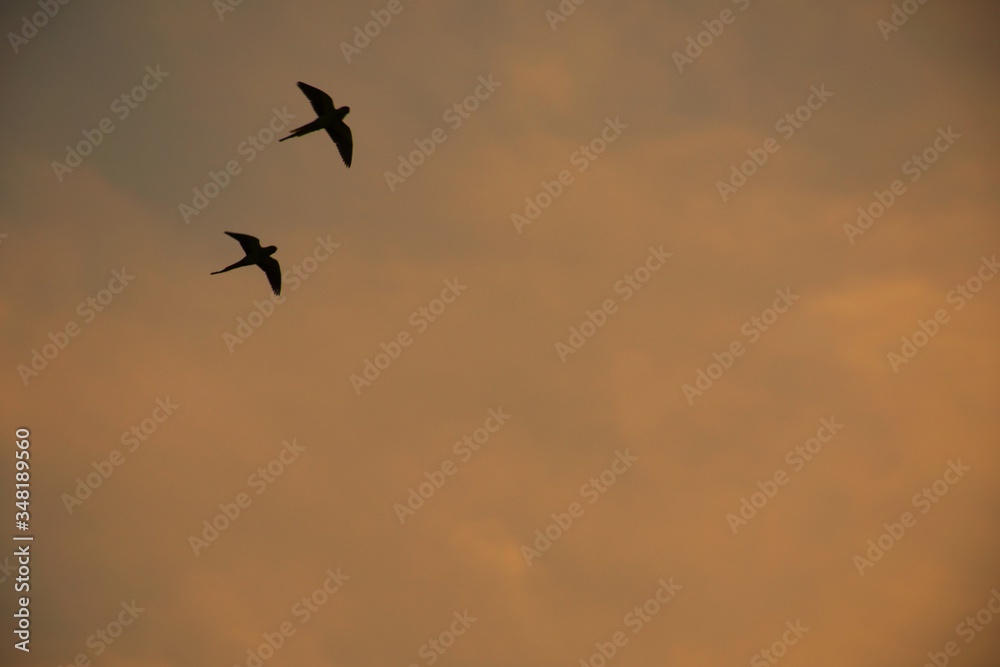 Fototapeta premium Domestic pigeons / feral pigeon (Gujarat - India) flock in flight against blue Sky, Flying and Eating Pigeon/ Birds