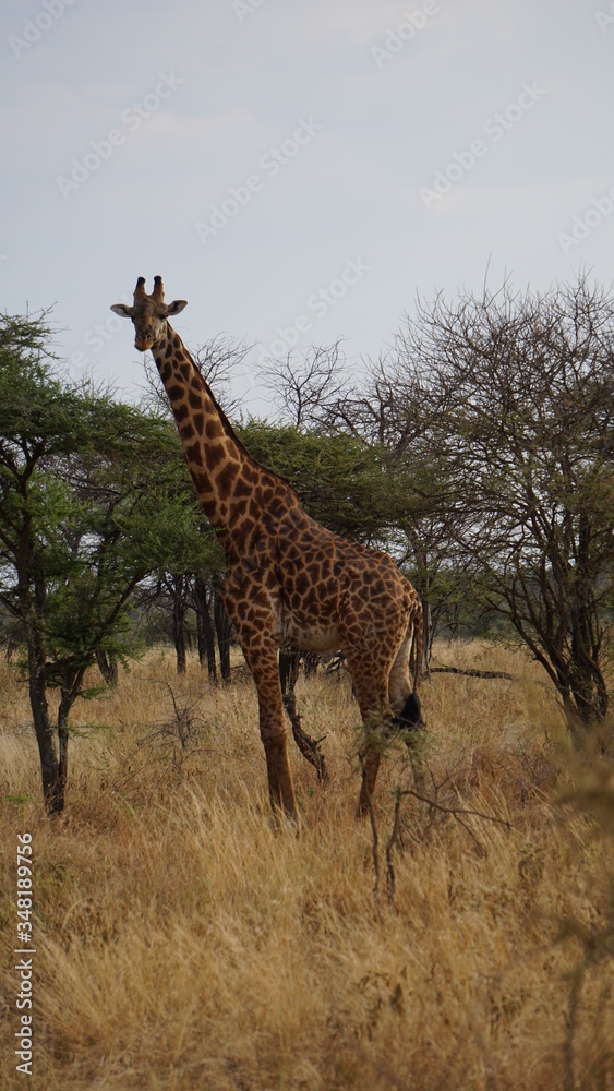 Fototapeta premium giraffe walking in the savannah