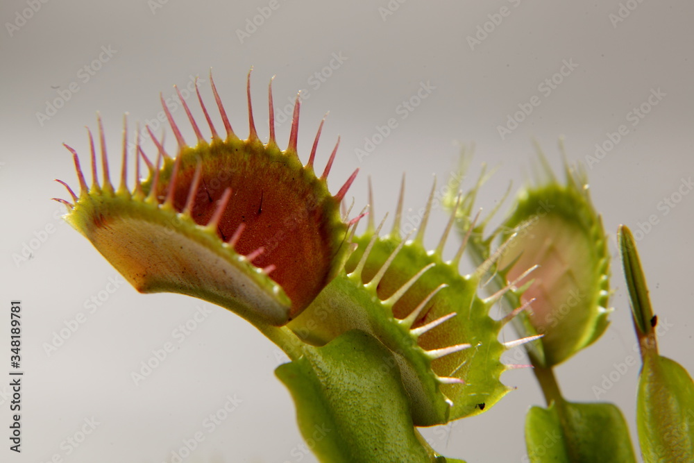 Predatory plant Dionea Venus flytrap close-up