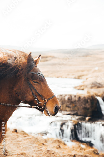 horse portrait waterfall background