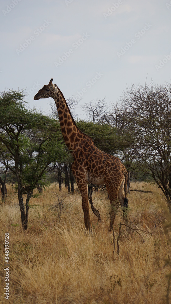 Obraz premium giraffe in the savannah
