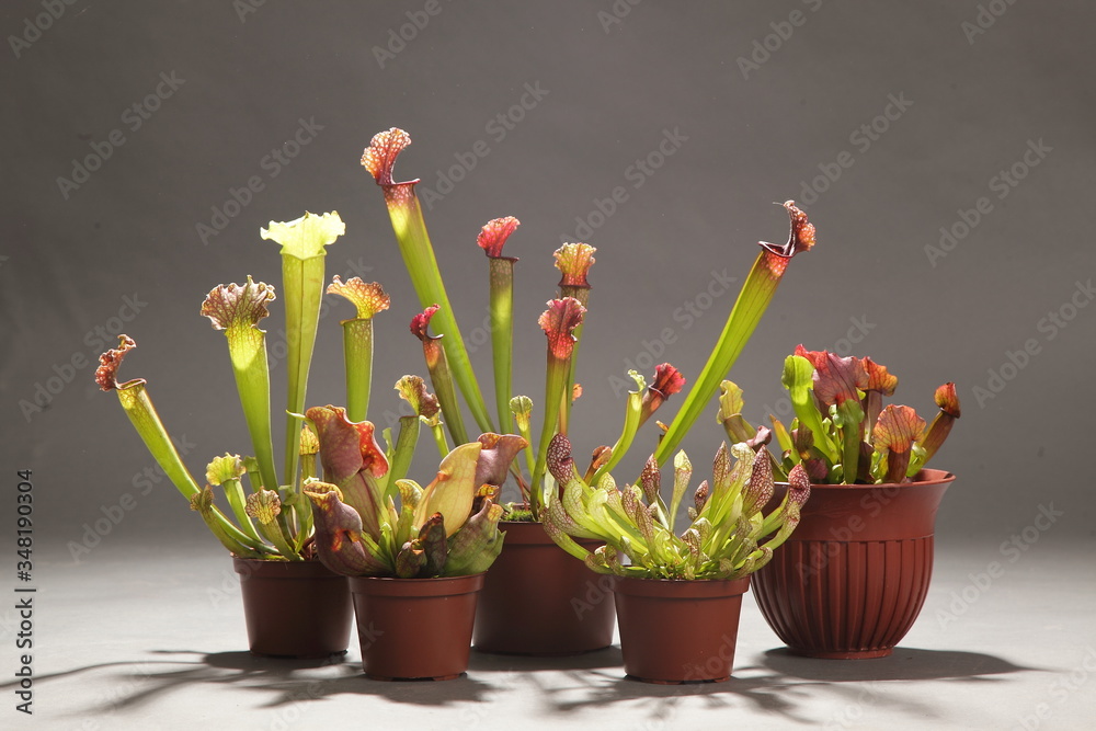 Purple sarracenia flower - carnivorous plant that traps insects