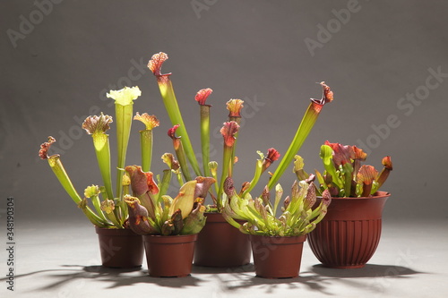 Obraz na płótnie Purple sarracenia flower - carnivorous plant that traps insects w salonie
